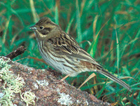 Tallsparv (Emberiza leucocephalos)