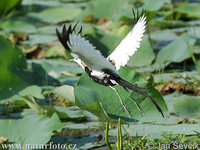 Pheasant-tailed Jacana (Hydrophasianus chirurgus)