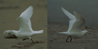 Ivory Gull