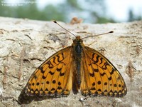 Markperlemorsommerfugl (Argynnis aglaja) Foto/billede af