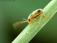 Phyllobrotica quadrimaculata