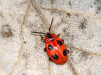 Endomychus coccineus