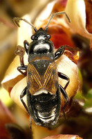 Macrodema microptera