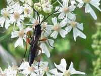 Pimpla rufipes