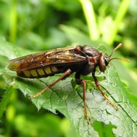 Cimbex luteus