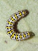 Shargacucullia verbasci - The Mullein