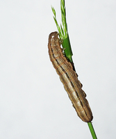 Mythimna l-album - L-album Wainscot