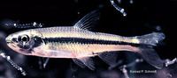 Notropis texanus, Weed shiner: