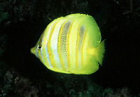 Chaetodon rainfordi, Rainford's butterflyfish: aquarium