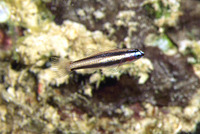 Eviota bifasciata, Twostripe pygmy goby: aquarium