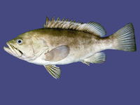 Epinephelus chabaudi, Moustache grouper: fisheries
