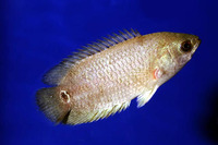 Ctenopoma breviventrale, :