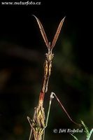 Empusa pennata