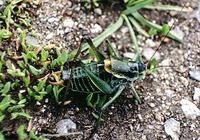 Polysarcus denticaudus