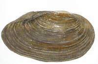 Anodonta cygnea - swan mussel