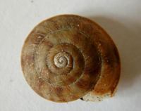 Helicigona lapicida
