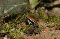 Epipedobates boulengeri