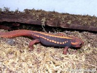 Tylototriton shanjing - Mandarin Newt