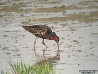 Philomachus pugnax - Ruff