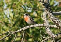 Petroica multicolor - Scarlet Robin