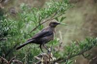 Molothrus ater - Brown-headed Cowbird