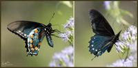 Image of: Battus philenor (pipevine swallowtail)