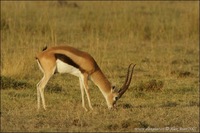 Gazella thomsonii - Thompson's Gazelle