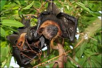 Pteropus lylei - Lyle's Flying Fox