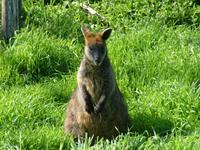 Wallabia bicolor - Swamp Wallaby