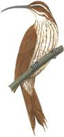 Image of: Drymornis bridgesii (scimitar-billed woodhewer)