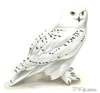 Image of: nyctea scandiaca (snowy owl)