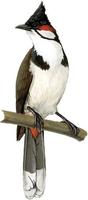 Image of: Pycnonotus jocosus (red-whiskered bulbul)