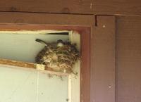 Image of: Sayornis phoebe (eastern phoebe)