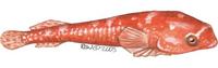 Image of: Diplecogaster bimaculata