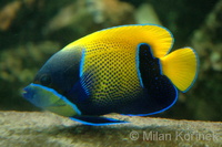 Pomacanthus navarchus - Blue Girdled Angelfish