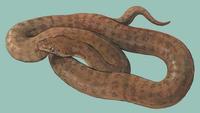 Image of: Antaresia perthensis (ant-hill python)