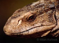 Varanus exanthematicus - Savannah Monitor