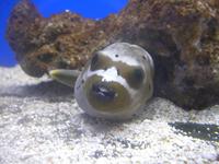 Arothron nigropunctatus - Black Spotted Blow Fish