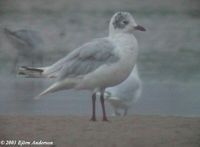 Relict Gull - Larus relictus