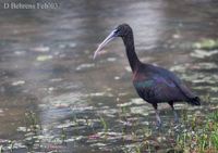 Glossy Ibis - Plegadis falcinellus