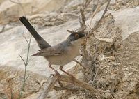 Menetries's Warbler - Sylvia mystacea