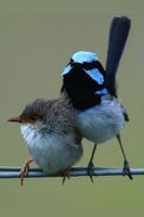 Superb Fairy-wren