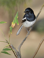 Madagascar Magpie-Robin (Copsychus albospecularis) photo