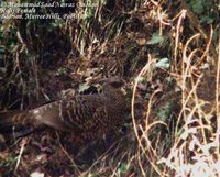 Kalij Pheasant - Lophura leucomelanos