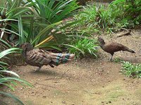 Malayan Peacock-Pheasant - Polyplectron malacense