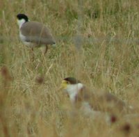 Masked Lapwing - Vanellus miles