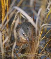 Virginia Rail (Rallus limicola) photo