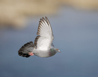Rock Pigeon (Columba livia) photo