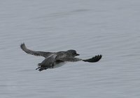 Cassin's Auklet - Ptychoramphus aleuticus