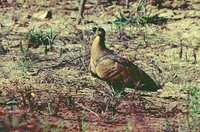 Madagascar Sandgrouse - Pterocles personatus